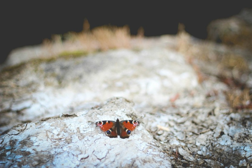 selective focus photography of red polyphemus moth aGHz9