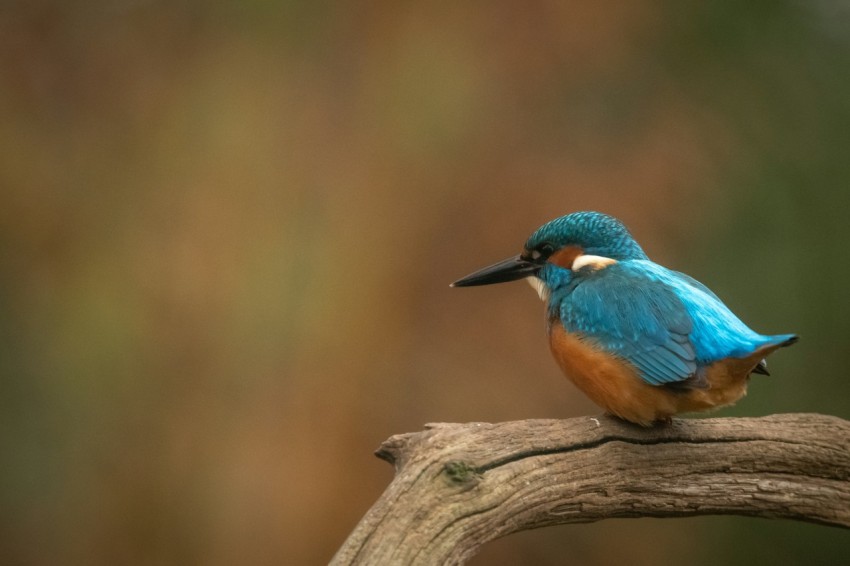 blue and brown bird on brown tree branch