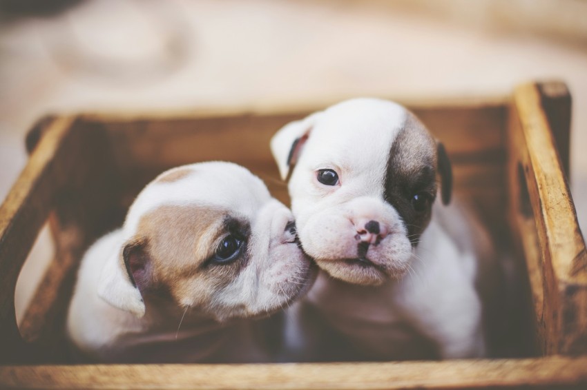 selective focus photography of two white and brown puppies