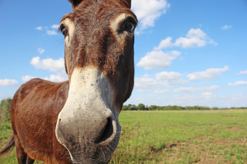 closed up photo of brown donkey on green grass field under blue and cloudy sky