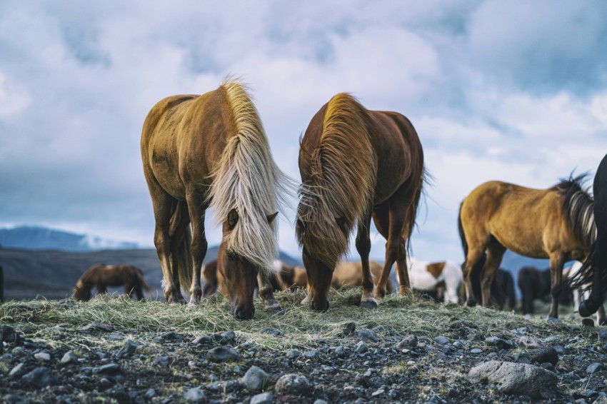 brown horses during daytime