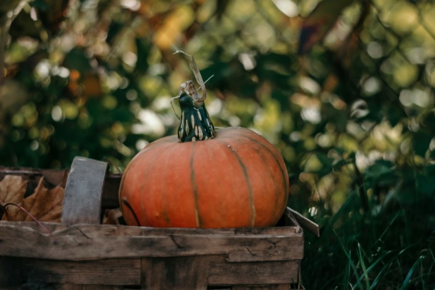 pumpkin on brown wooden crate yaXqC