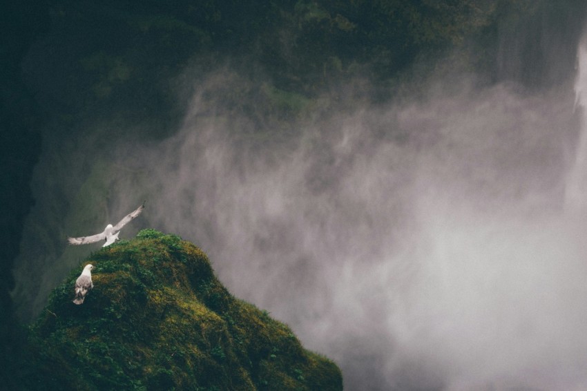 two white and gray birds on mountain cliff