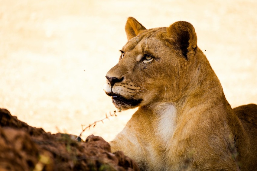 a close up of a lion laying on the ground