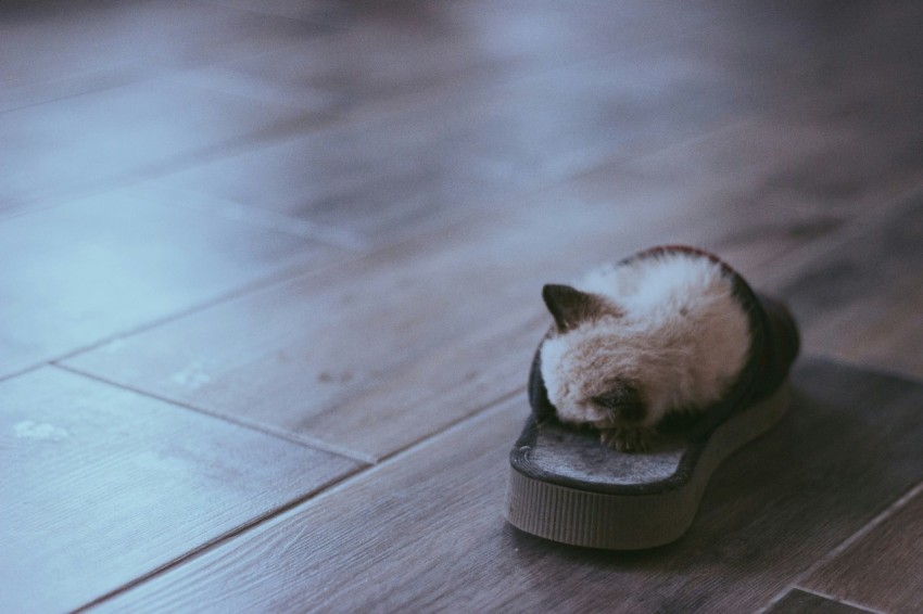 siamese kitten sleeping in slide sandals zD1J3