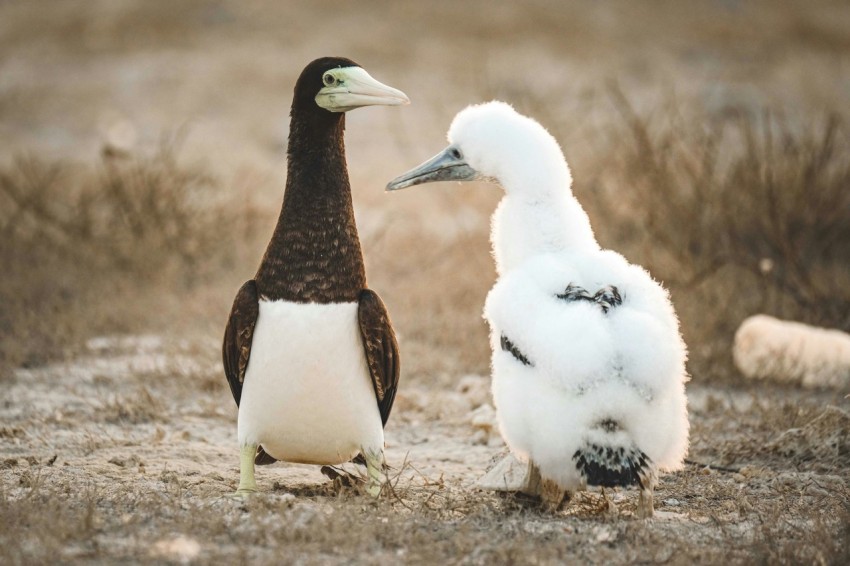 a couple of birds standing on sand