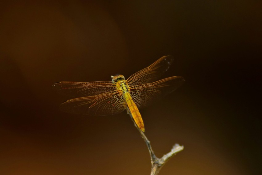 orange dragonfly