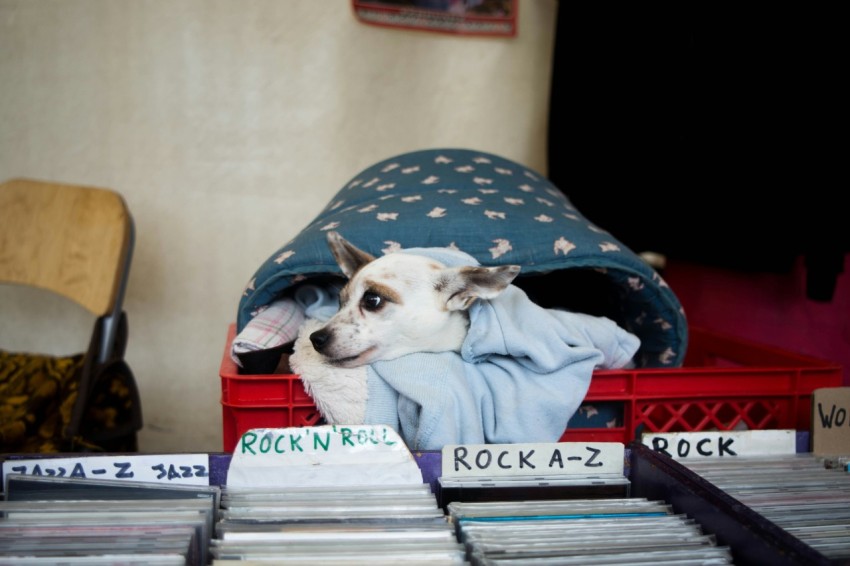 short coated white dog on red plastic crate