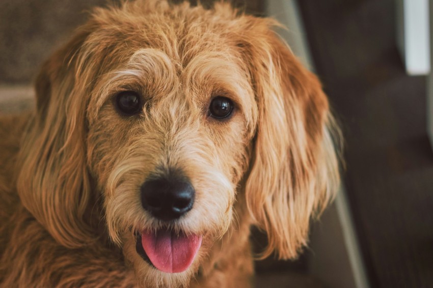 close up photo of long coated brown puppy