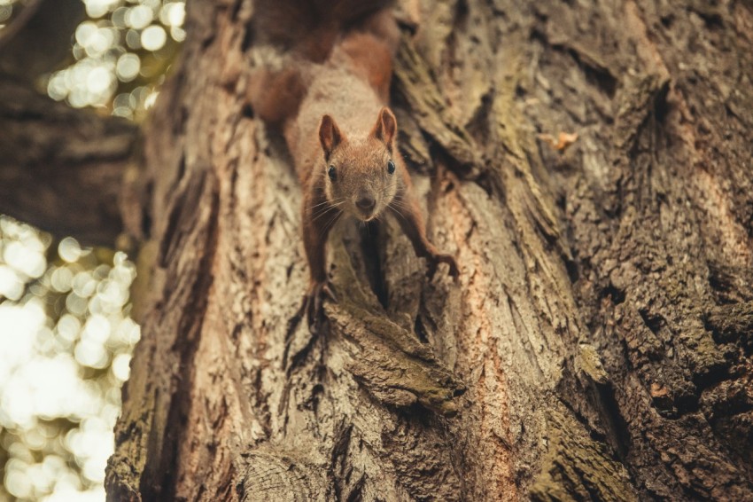 brown squirrel on tree