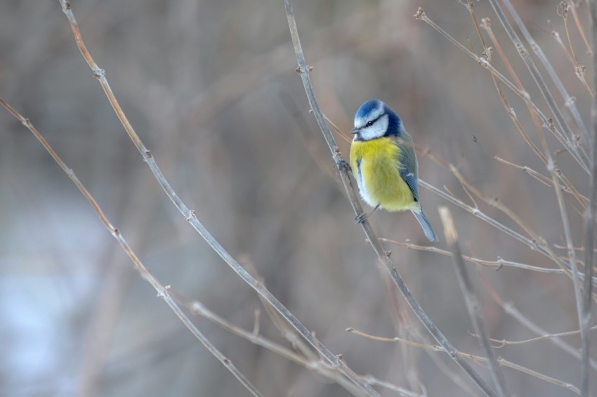 a small bird perched on top of a tree branch