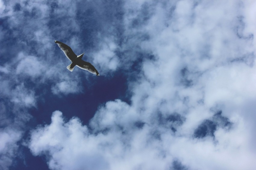 photography of bird flying in the sky g11cg