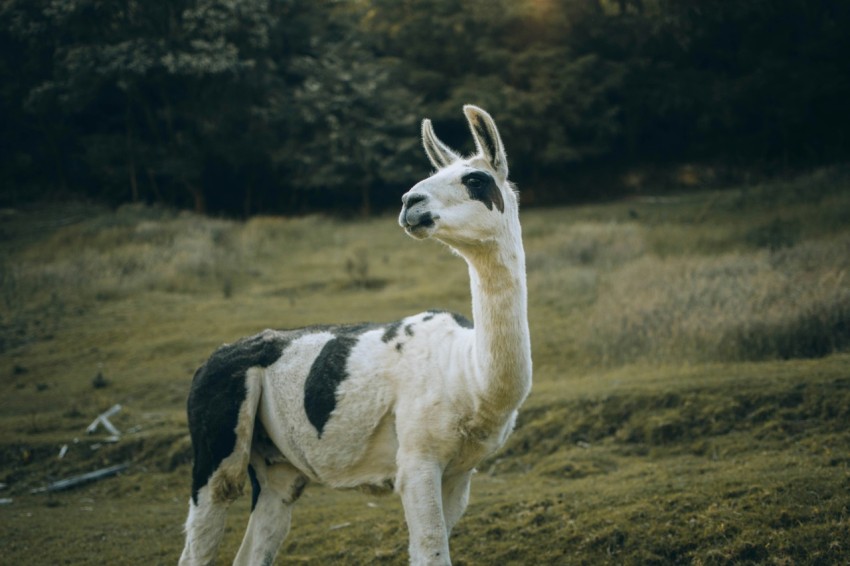 white and black animal on grass field