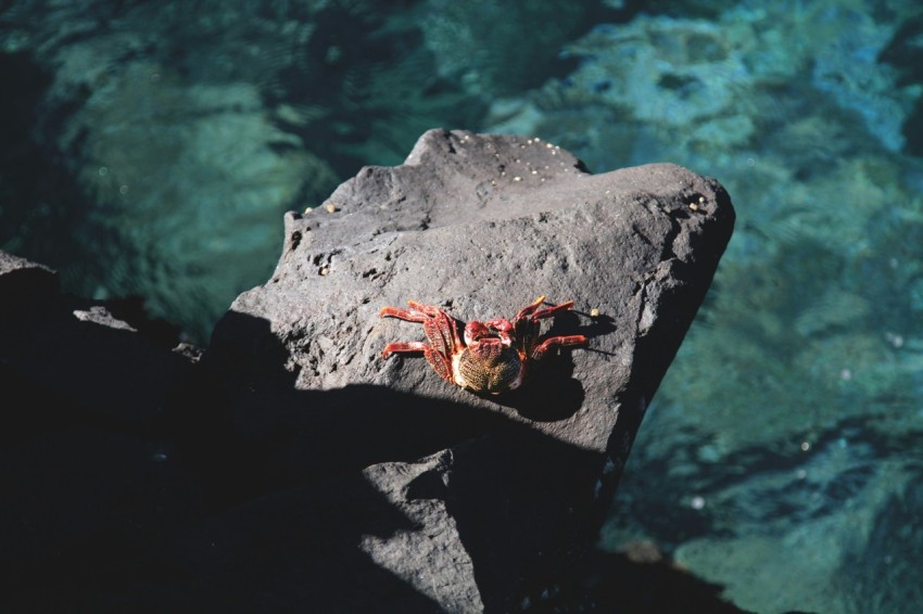 crab on seacliff fCOK_5G5t