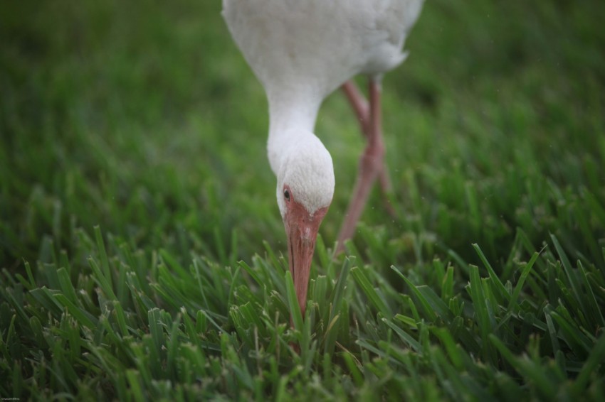 close up photography of white duck perching on green grass during dayrime