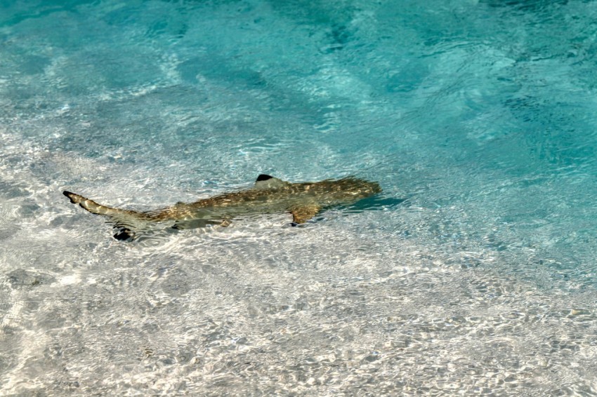 brown and white fish on water k_2FL39M