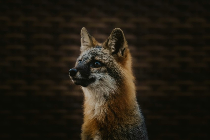 a close up of a small animal with a blurry background