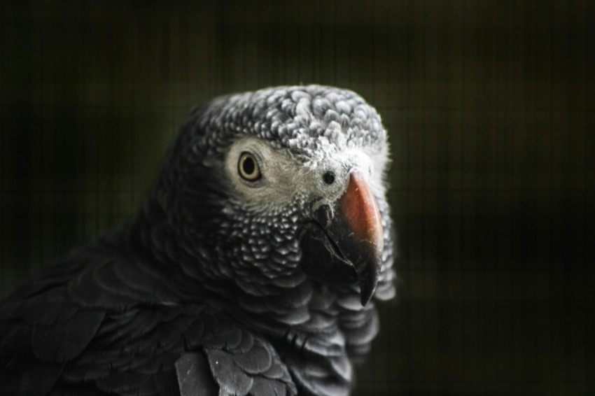 shallow focus photography of african grey parrot