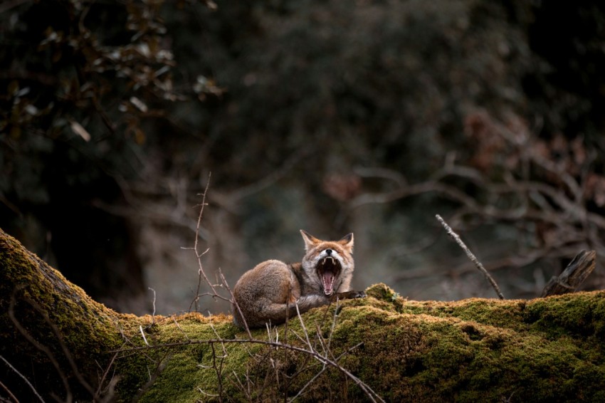 brown and white fox on green grass during daytime