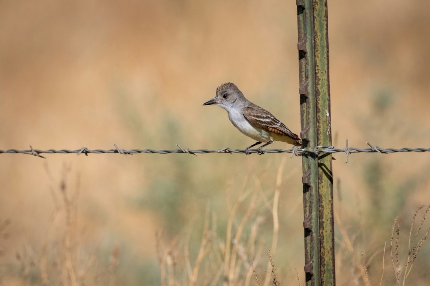 a bird sitting on a wire