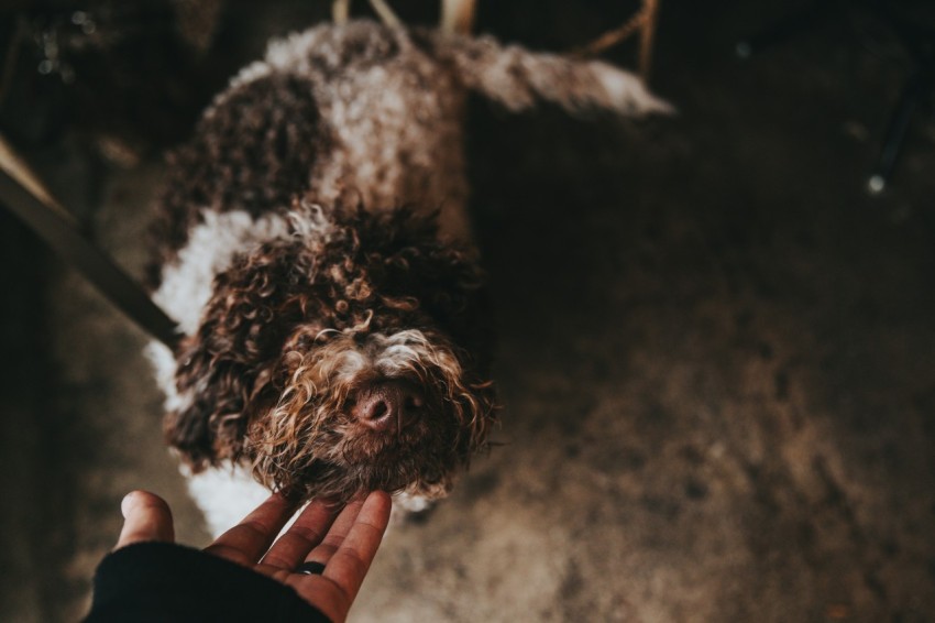 person holding white and brown coated dog