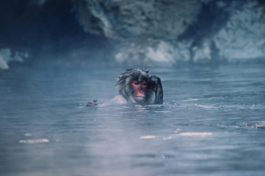 a monkey swimming in a body of water