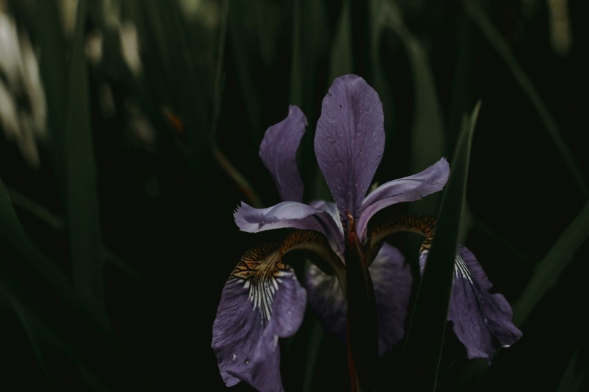 selective focus photography of purple petaled flowers