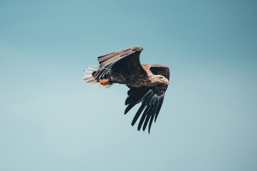 a large bird flying through a blue sky PgQwv3E