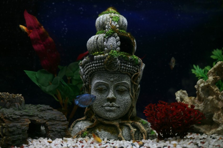 blue pet fish in front of hindu deity bust wdTLi