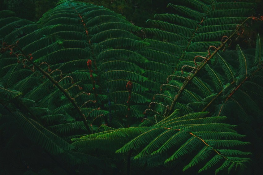 close up photography of sago palm