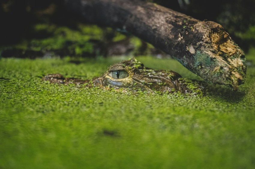 a frog that is laying down in the grass