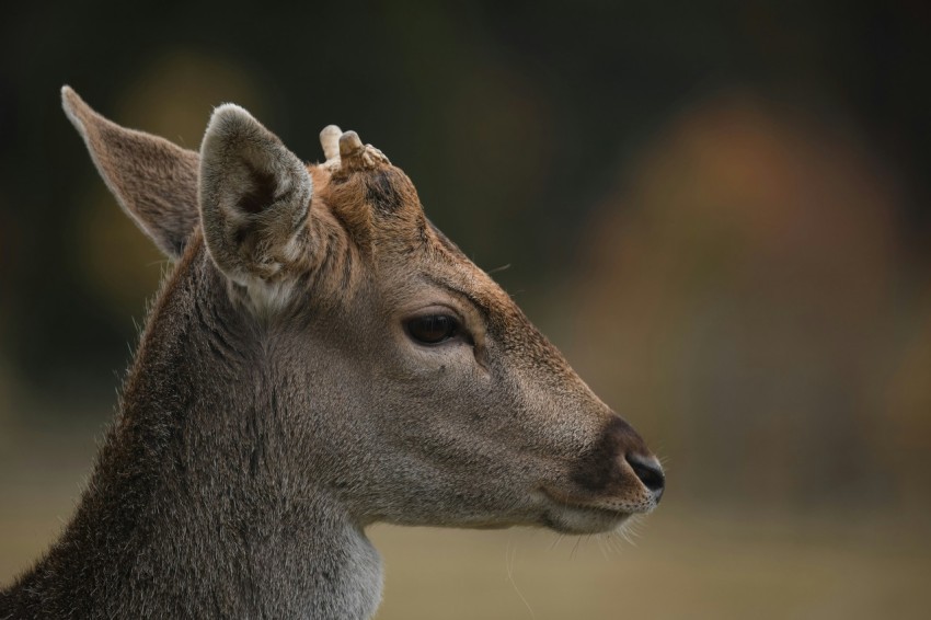 a close up of a deer with a blurry background