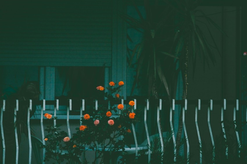 marigold flowers near fence