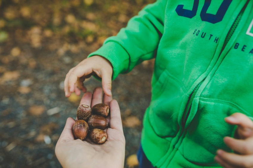 brown nuts on persons left palm