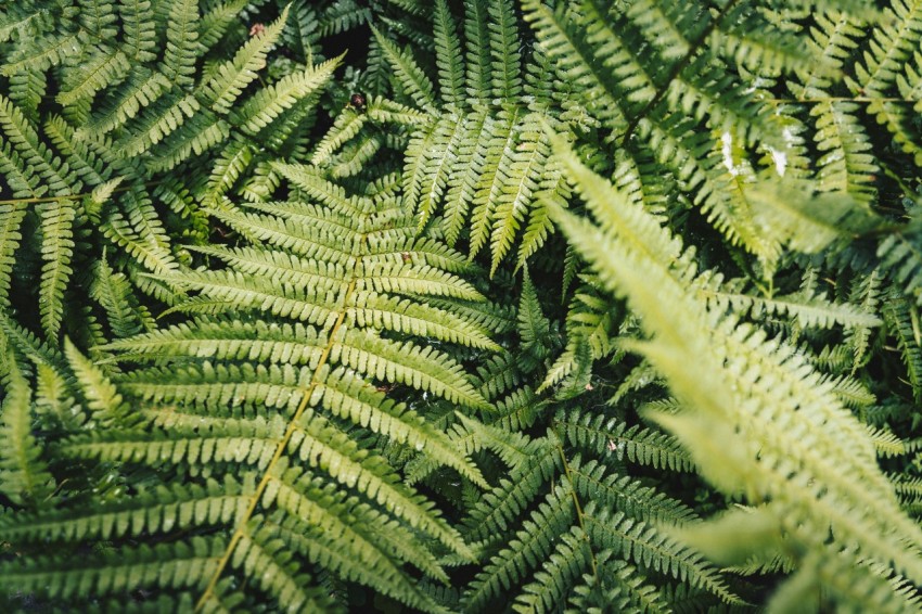 green leaves