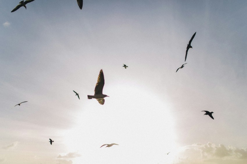 brown birds mid air