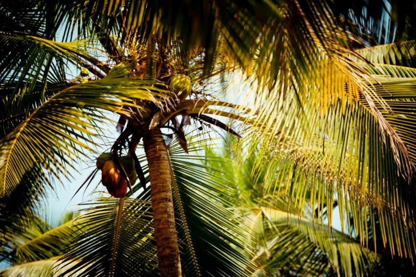 brown bird on green palm tree during daytime yd