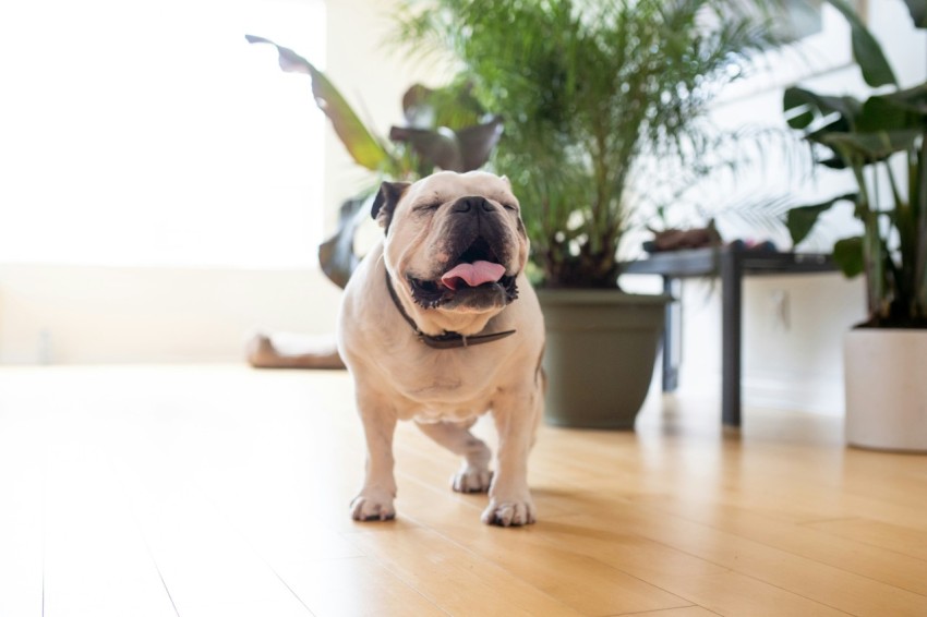 white and black short coated dog sitting on brown wooden floor bCtJ