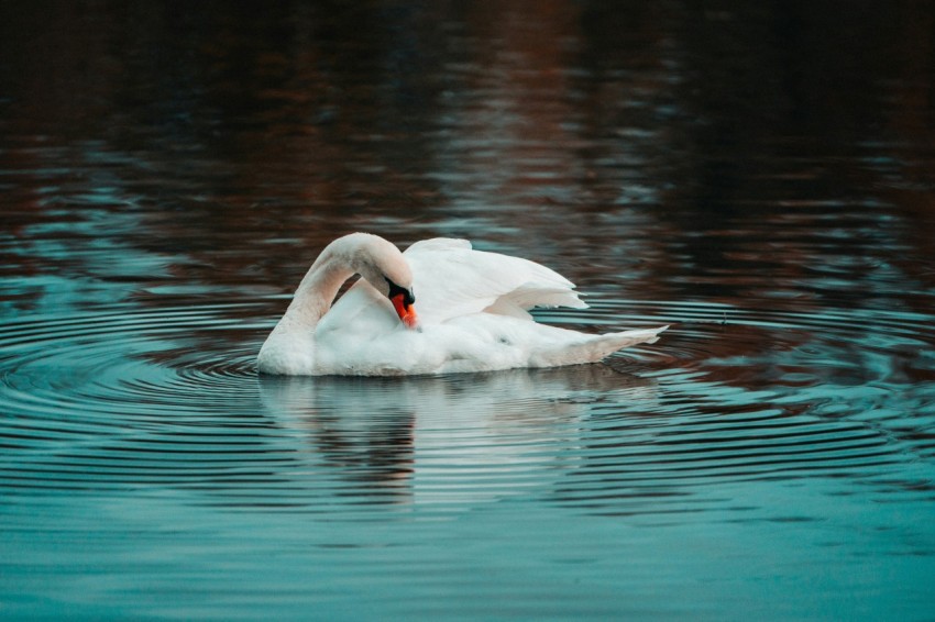 a white swan swimming in water