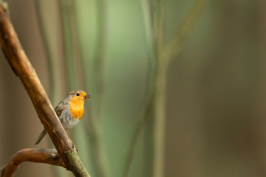 yellow and gray bird on selective focus photography