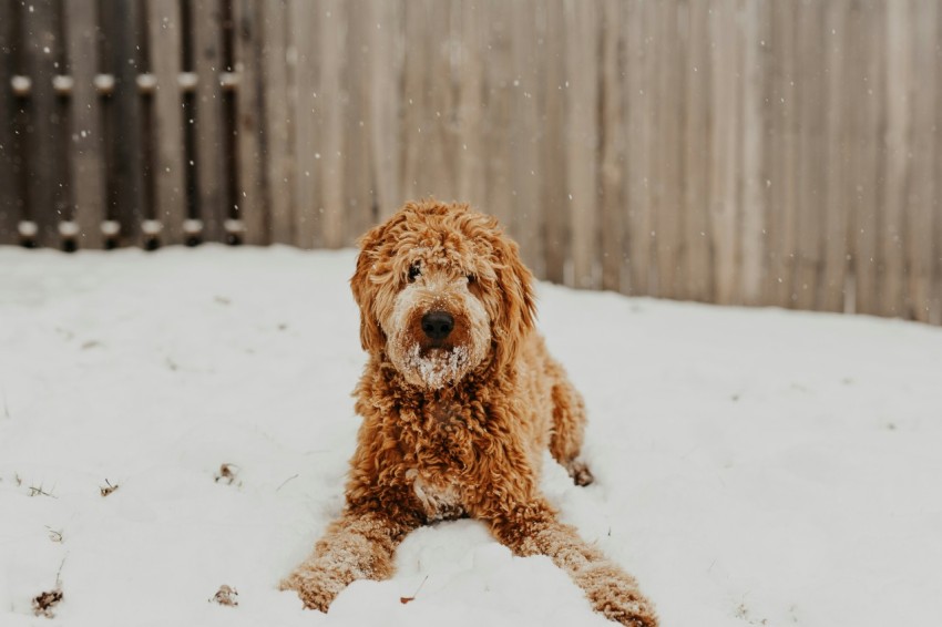 shallow focus photo of long coated brown dog