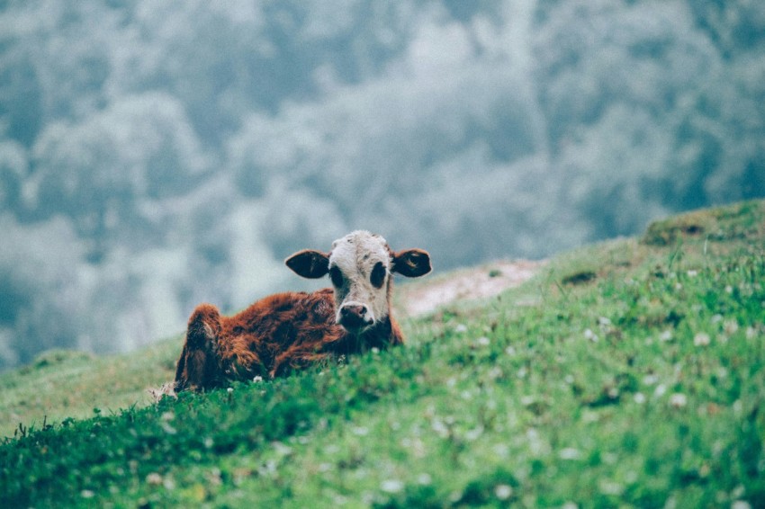 brown and white calf on green grass field g