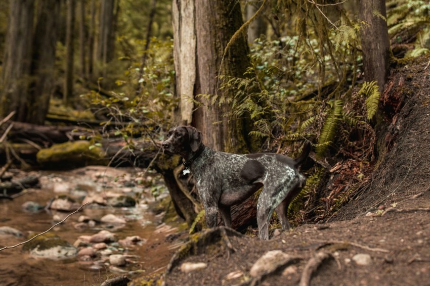 a black and white dog standing in a forest next to a stream