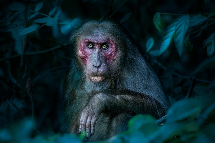 a close up of a monkey in a tree