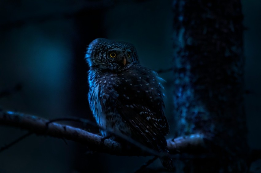 an owl is sitting on a tree branch