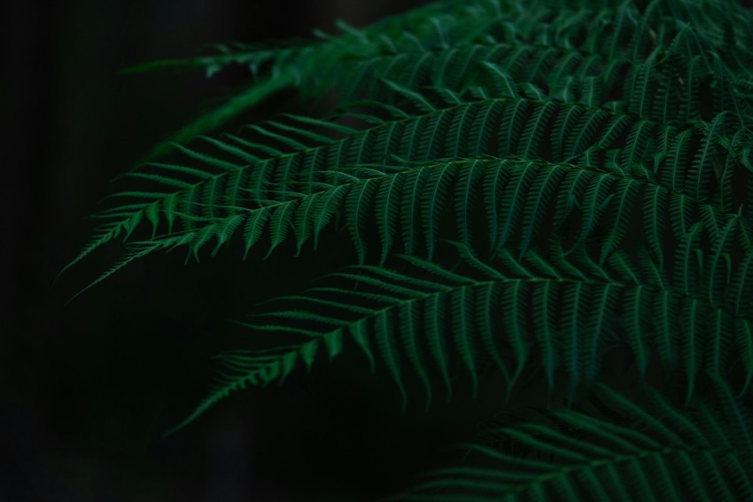 green fern plant in close up photography