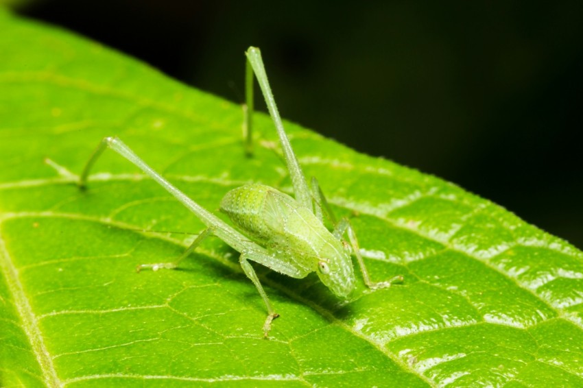 shallow focus photography of green grasshopper on leafed plant UkcPxkD