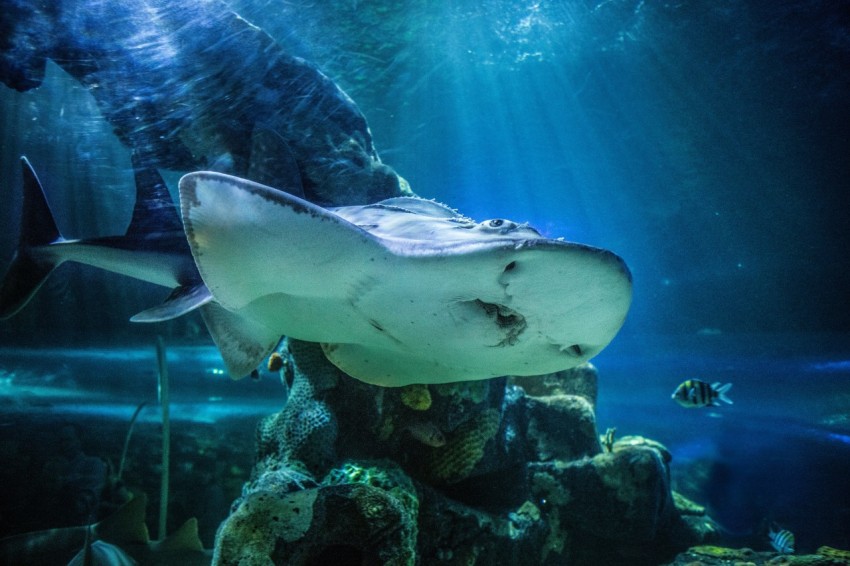 white manta ray swimming underwater