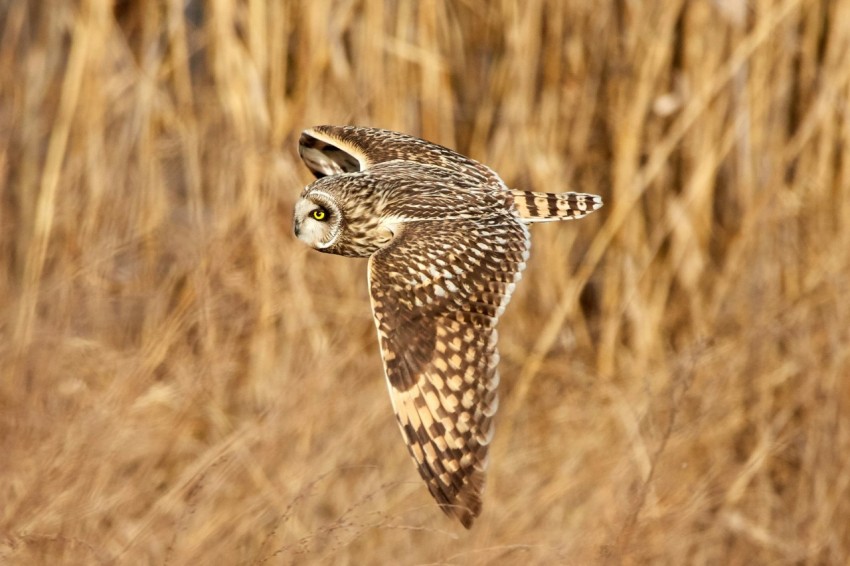 shallow focus photography of owl flying