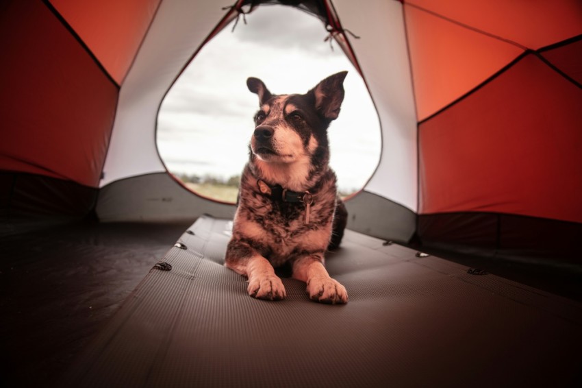 shirt coated black and gray dog inside red and white tent